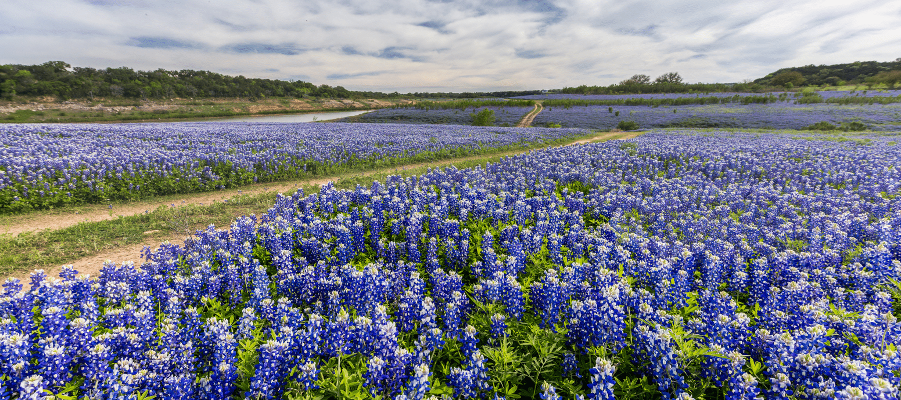 Vast field of bluebonnet flowers